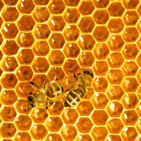 Bees work on honeycomb Stock Photo by ©smaglov 11375625