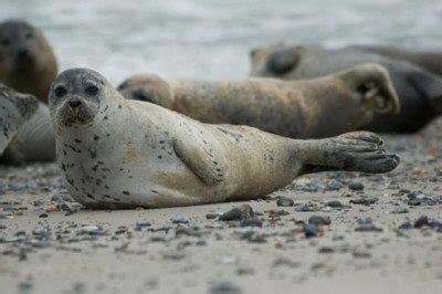 Harbor Seal Facts | Harbor Seal Diet & Habitat