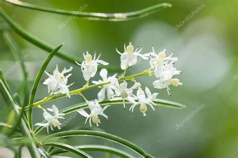 Shatavari (Asparagus racemosus Willd.) Flowers , Herbal plant. Stock ...