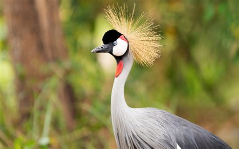 Grey Crowned Crane | Birding Safaris in Uganda | Uganda Safaris Tours