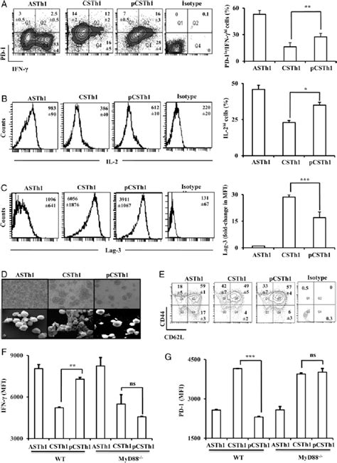 Stimulation through Toll-like receptor 2 (TLR-2) rescues chronically ...