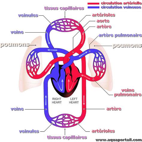 Appareil cardiovasculaire : définition et explications