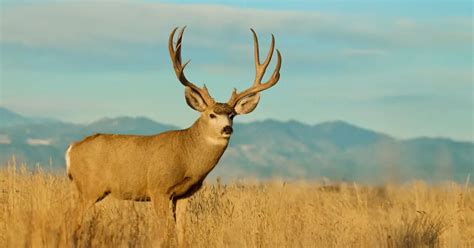 Mule Deer Information & Facts | Odocoileus Hemionus - World Deer