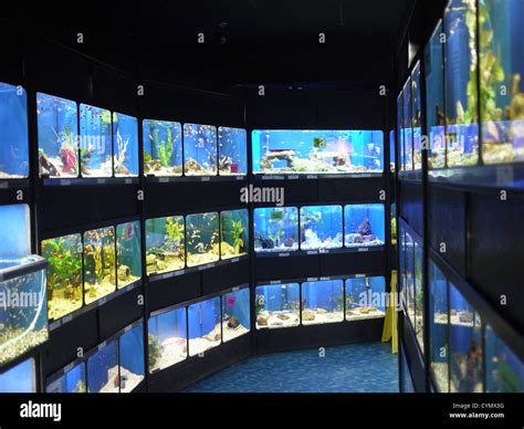 fish tanks pet store Stock Photo: 51475972 - Alamy