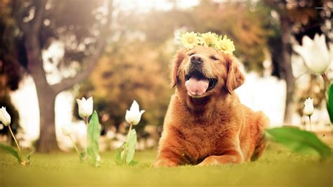 Easter Golden Retriever Wallpapers - WallpaperSafari