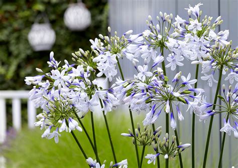 Summer Show-Off Agapanthus 'Twister': Plant of the Month - Michael Perry - Mr Plant Geek