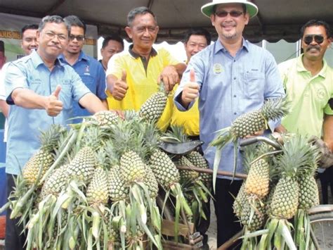 Jadi pusat pengeluaran nanas (With images) | Pineapple, Teluk intan, Famous