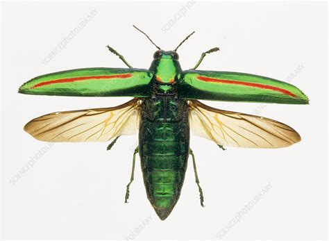 Jewel beetle - Stock Image - Z330/0345 - Science Photo Library