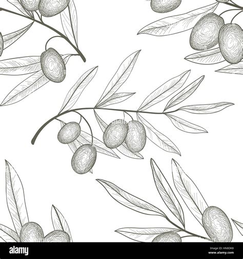 Olive Tree Branch Drawing