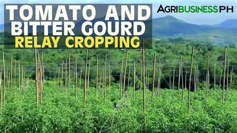 Vegetable Farming : Tomato and Bitter Gourd Relay Cropping ...