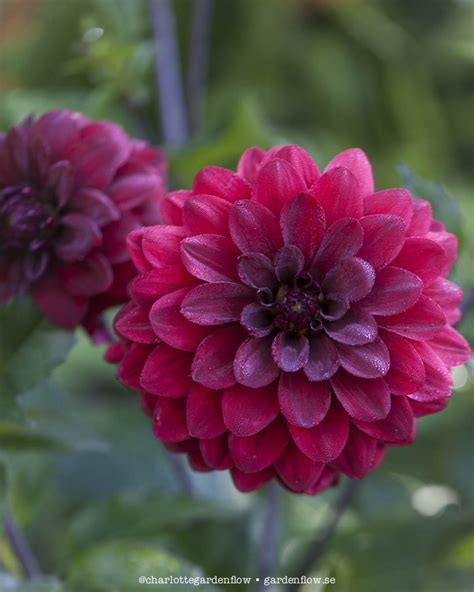 Dark red dahlias – Garden Flow