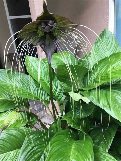 Bat Flower Plant – How To Grow And Care For Tacca [BAT PLANTS]