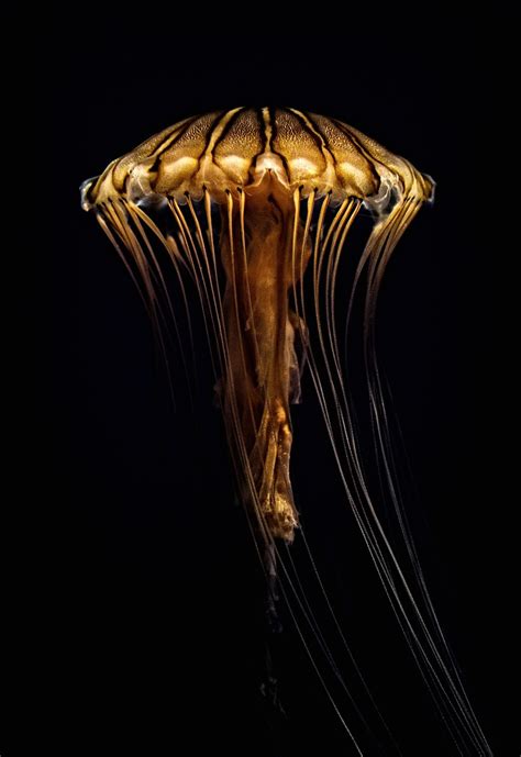 Atlantic sea nettle | Deep sea creatures, Beautiful sea creatures, Ocean creatures