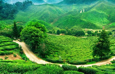 Cameron Highlands - ICON Malaysia