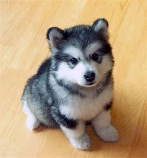 Mini Husky Pomeranian Puppies