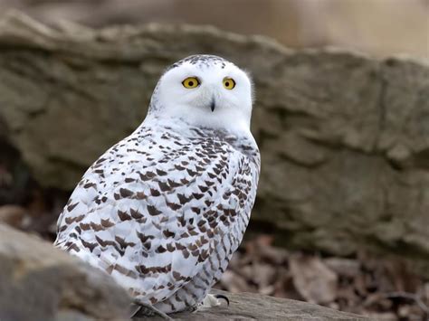 How Long Do Snowy Owls Live? (Snowy Owl Lifespan) | Birdfact