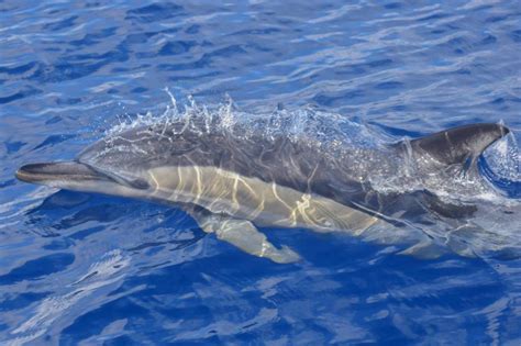 Swimming with dolphins in their natural habitat