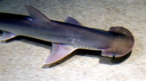 Bonnethead Hammerhead Shark – "OCEAN TREASURES" Memorial Library