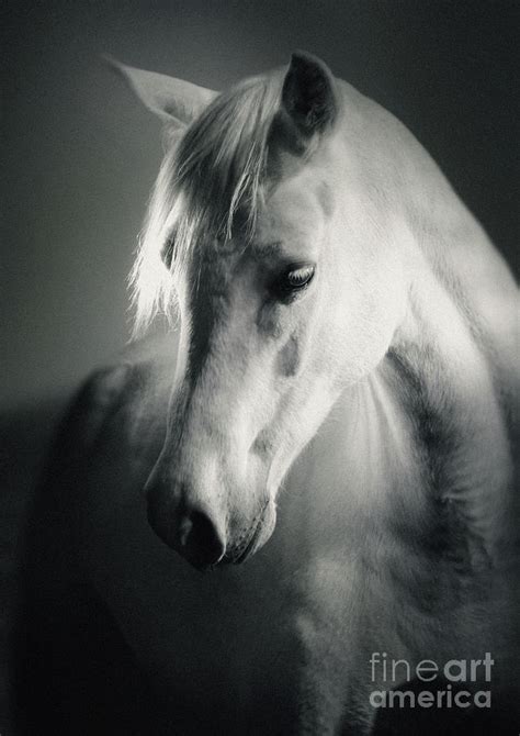 White Horse Head Art Portrait Photograph by Dimitar Hristov - Pixels