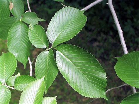 Red Elm (Ulmus rubra) - Great Plains Nursery