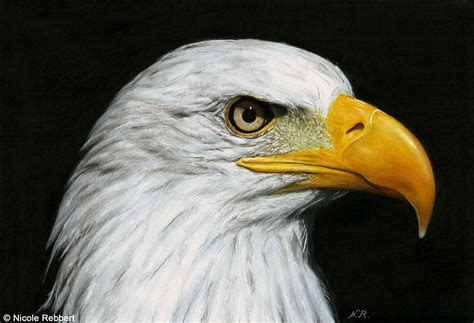 Eagle drawing by Quelchii | Eagle drawing, Color pencil drawing ...