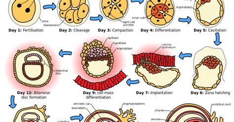 Proses Embriogenesis Pada Manusia, Tahap Germinal, Gastrulasi, Neurulasi