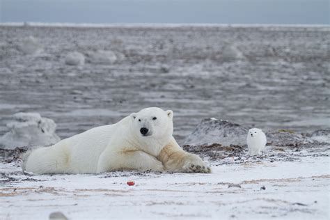 Arctic Wildlife Behaviour: Photographing Wild Personalities | Arctic Kingdom