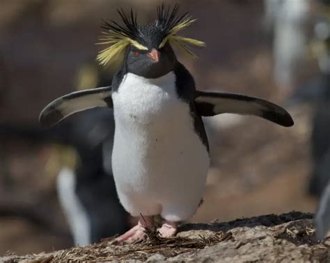 Rockhopper Penguin - Facts, Diet, Habitat & Pictures on Animalia.bio