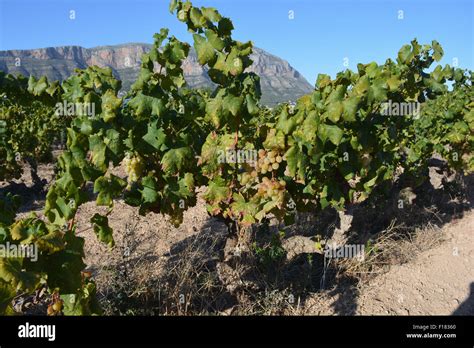 Muscat grapes growing on the vine in a vineyard between Gata de Gorgos and Javea on the Costa ...