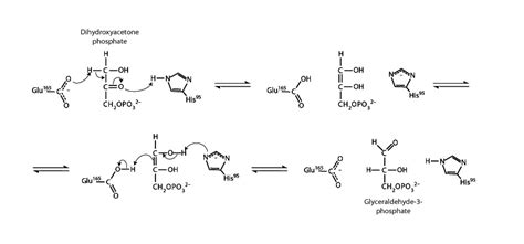 Triose Phosphate Isomerase - Integrated MCAT Course