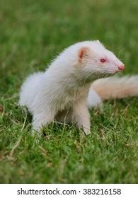 258 Albino ferret Images, Stock Photos & Vectors | Shutterstock