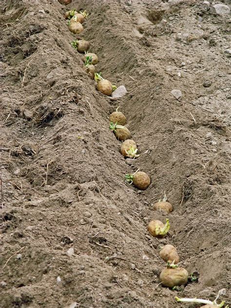 Planting potatoes - Stock Image - C005/7725 - Science Photo Library