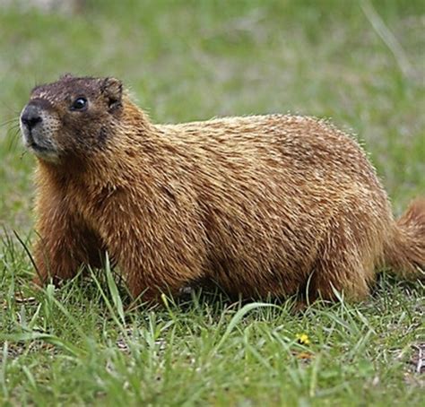 Is A Groundhog And Prairie Dog The Same