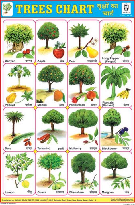 photo chart of trees - Google Search | Vegetable chart, Trees name in english, Name of vegetables