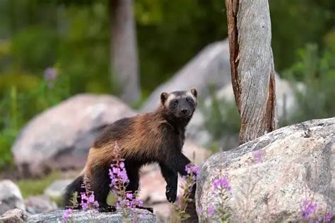 Wolverine - Facts, Size, Diet, Pictures - All Animal Facts