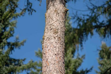 Tamarack Tree: Care and Growing Guide