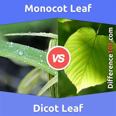 Monocot Leaf vs. Dicot Leaf: What Is The Difference Between Monocot Leaf And Dicot Leaf? What ...