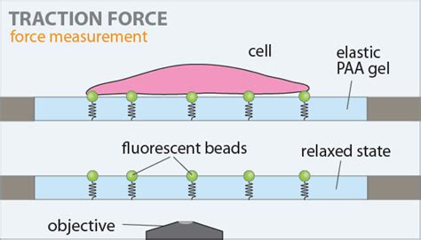 Cellmechanics