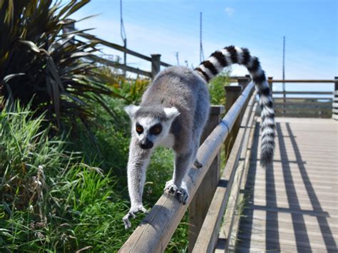 Welsh Mountain Zoo - National Zoo of Wales | VisitWales