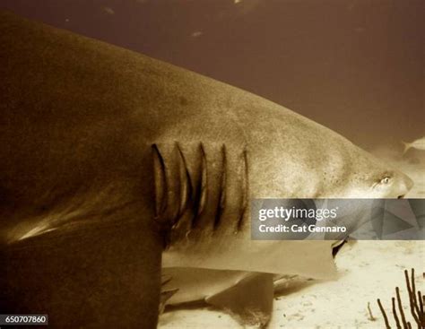 51 Lemon Shark Teeth Stock Photos, High-Res Pictures, and Images ...