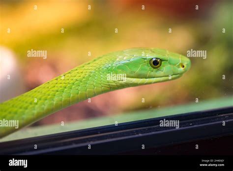 Green Mamba snake Stock Photo - Alamy