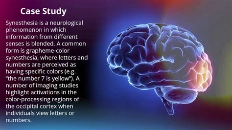 Where Is The Occipital Lobe Located And What Is Its Function - slideshare