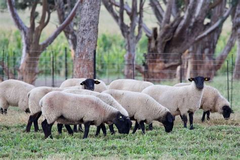 Suffolk Sheep Breeders - Hatari Farming