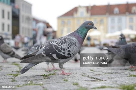 173 The Stool Pigeon Stock Photos, High-Res Pictures, and Images - Getty Images