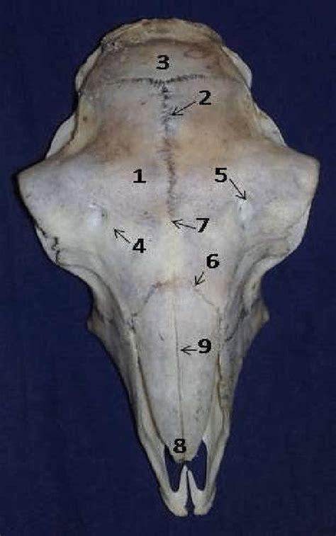 Photograph of the skull of Mehraban sheep which terminated into a sharp... | Download Scientific ...