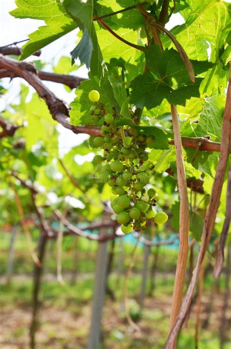 Thai Employee and Foreign Worker Working Crop Harvesting Grape Fruits ...