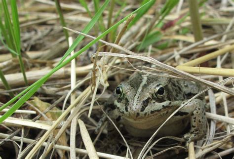 Alaska Science Forum: Report of frog’s death greatly exaggerated ...