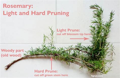 How to Prune Rosemary (with Photos & Video) - FigNut