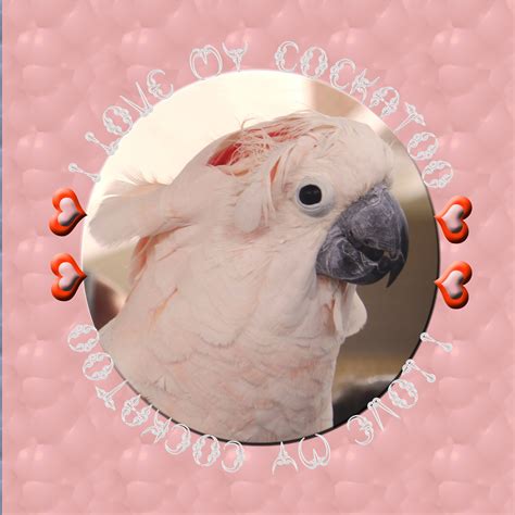 I Love My Cockatoo Free Stock Photo - Public Domain Pictures