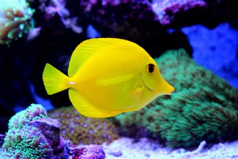 Reef Chasers | Saltwater Fish Care Guides How-To | Yellow Tang Care Guide